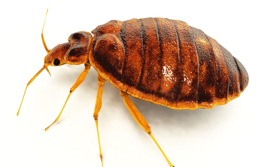 6 Widespread Bed room Pests | Cappyschowder.com