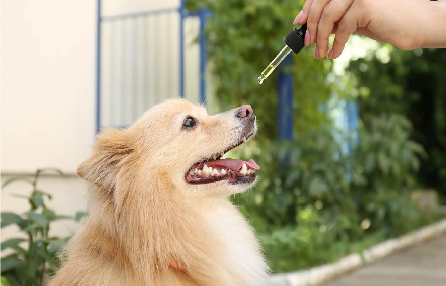 Dogs with CBD Oil
